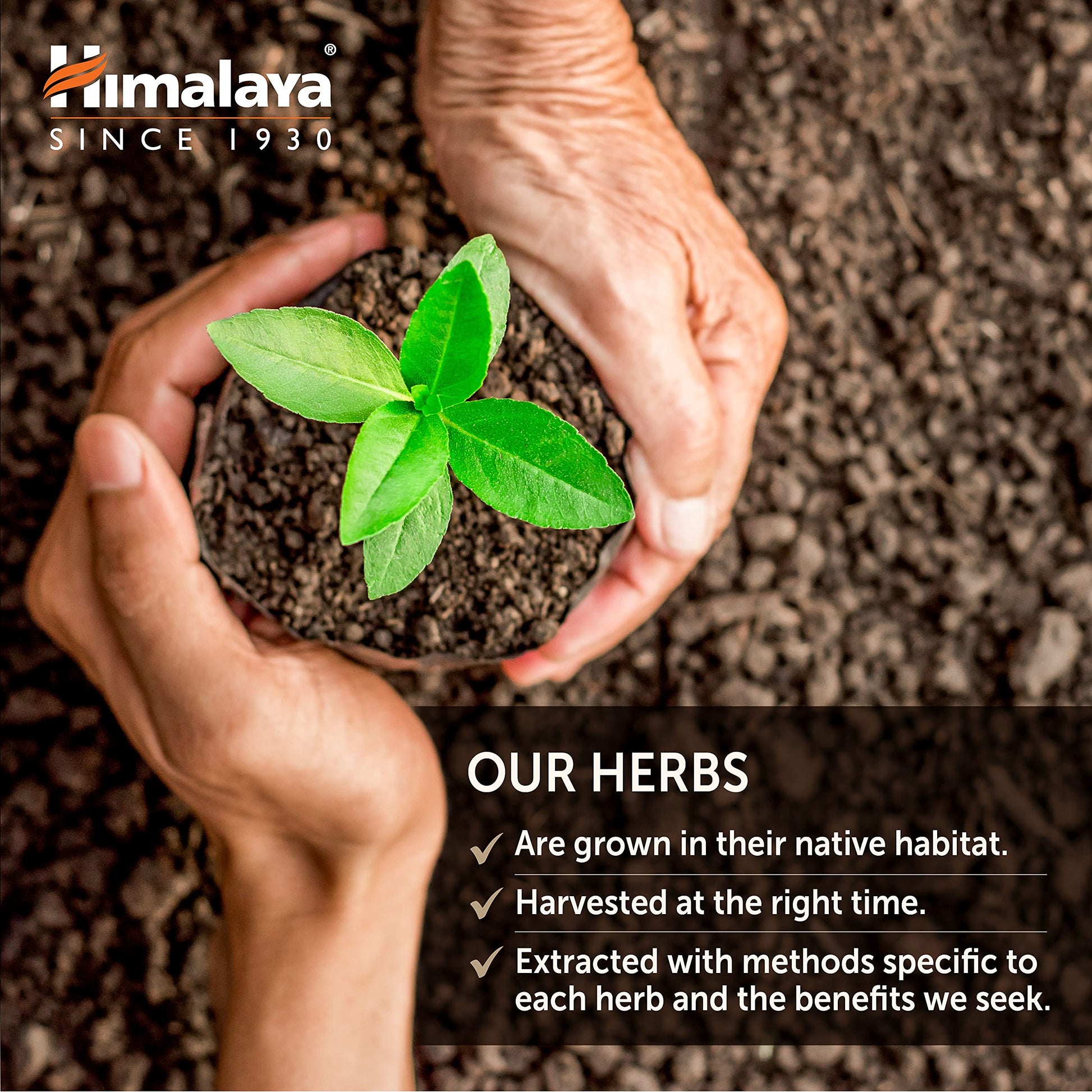 Himalaya Organic Gymnema Sylvestre for Glucose Metabolism, 700 mg Himalaya buy supplements canada