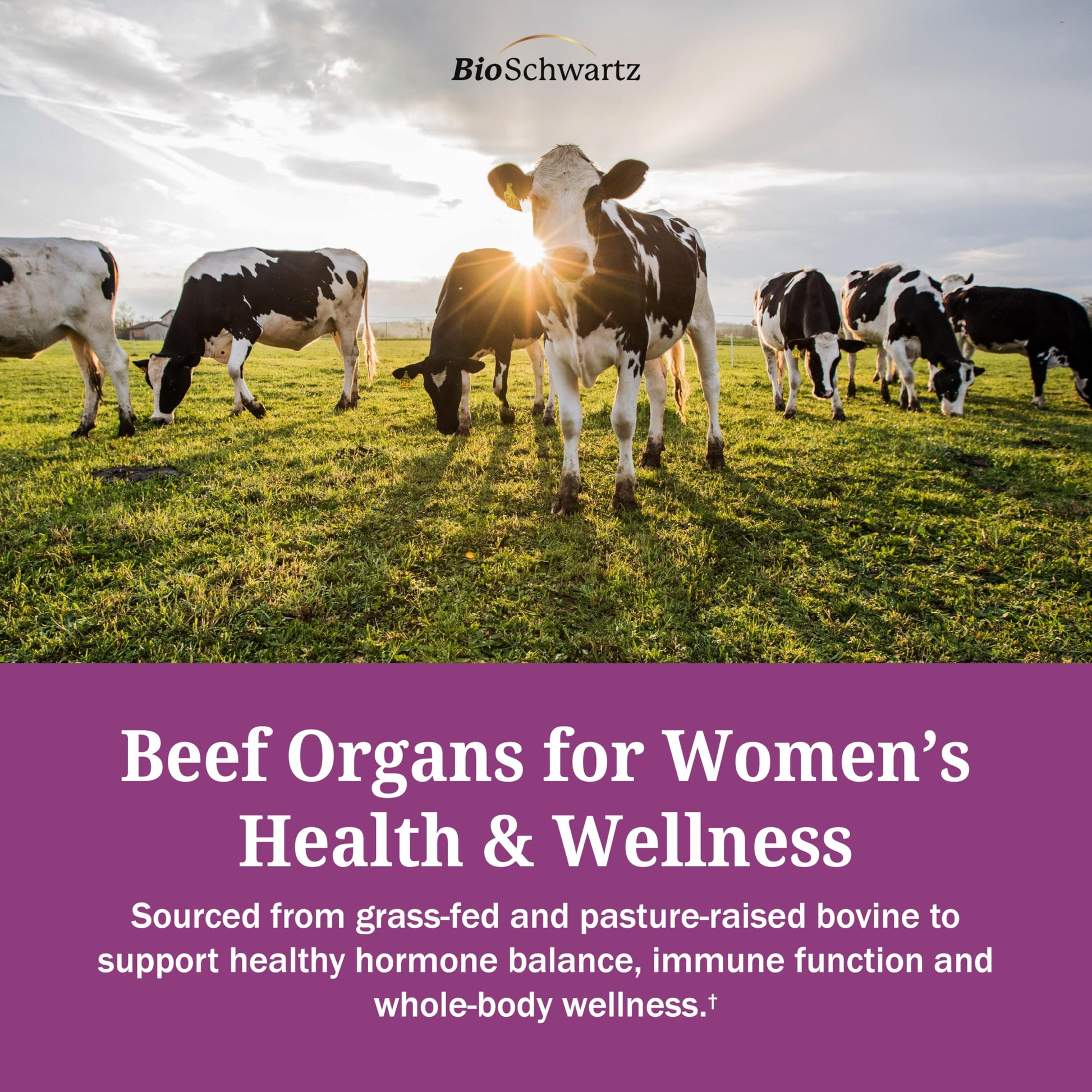 BioSchwartz Primal Beef Organ Supplement for Women - 60 Capsules - Grass-Fed & Pasture-Raised - Supports Healthy Hair Skin and Nails, Hormone Balance - with Bovine Liver, Kidney, Heart, Uterus Powder BioSchwartz buy supplements canada