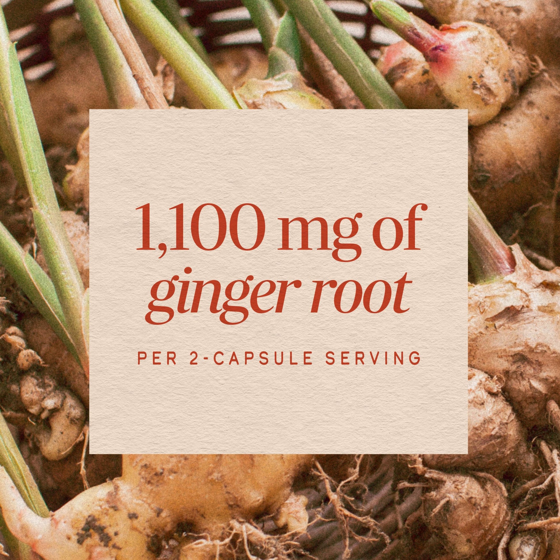 Nature’s Way Ginger Root Capsules, 1100 mg per 2-Capsule Serving Ginger Supplement for Digestive Comfort and Motion-Related Nausea Support Nature's Way buy supplements canada