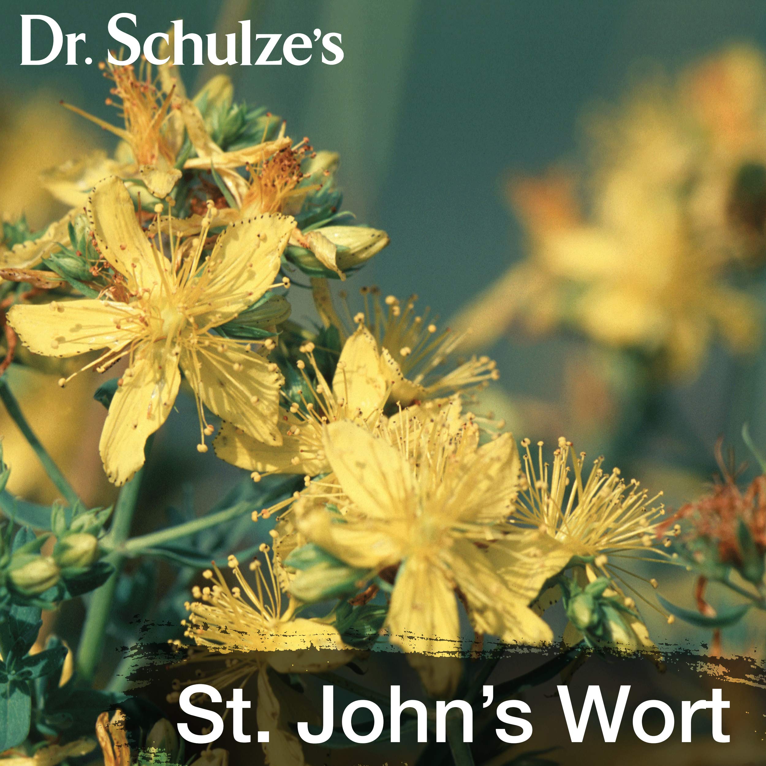 Dr. Schulze's Deep Tissue Oil | Powerful Herbal Support for Muscles, Tendons and Joints Dr. Schulze's buy supplements canada