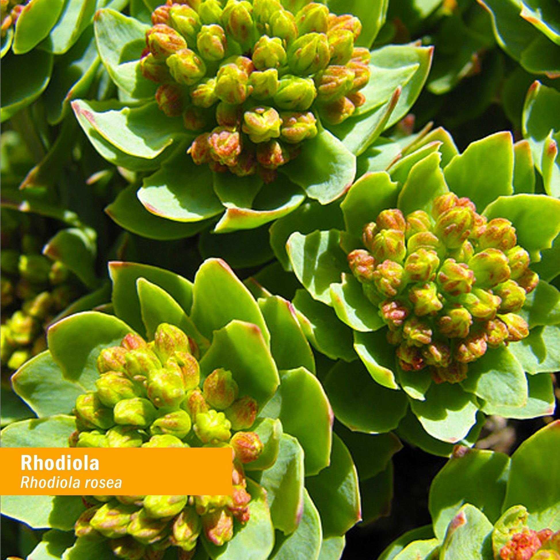 Herb Pharm Certified Organic Rhodiola Root Extract for Energy, Endurance and Stamina Herb Pharm buy supplements canada