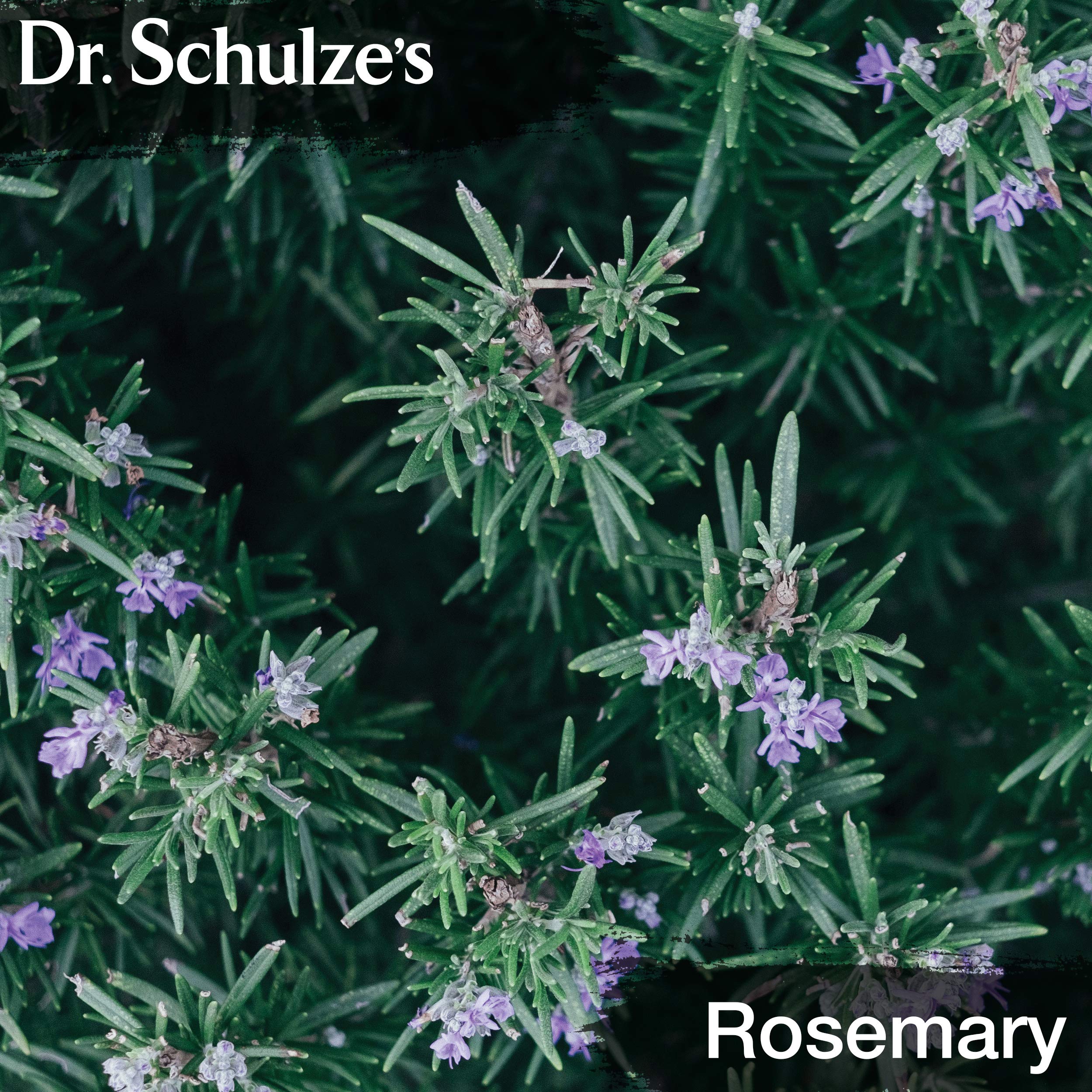 Dr. Schulze's Brain Formula 2 oz. - Vegan and Wild-Harvested | Stimulates Circulation and and Improved Mental Focus Dr. Schulze's buy supplements canada