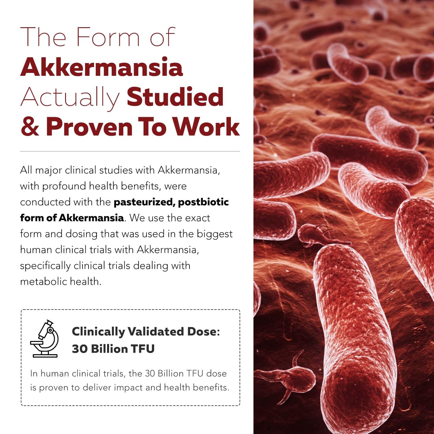 AK-Postbio: Akkermansia Probiotic 30 Billion TFU - Max Strength, Clinically Validated Dose & Patented Strain - Superior Pasteurized Form, Highest Absorption, Delivery - GLP-1 Probiotic - 30 Servings - OzHealthStandard