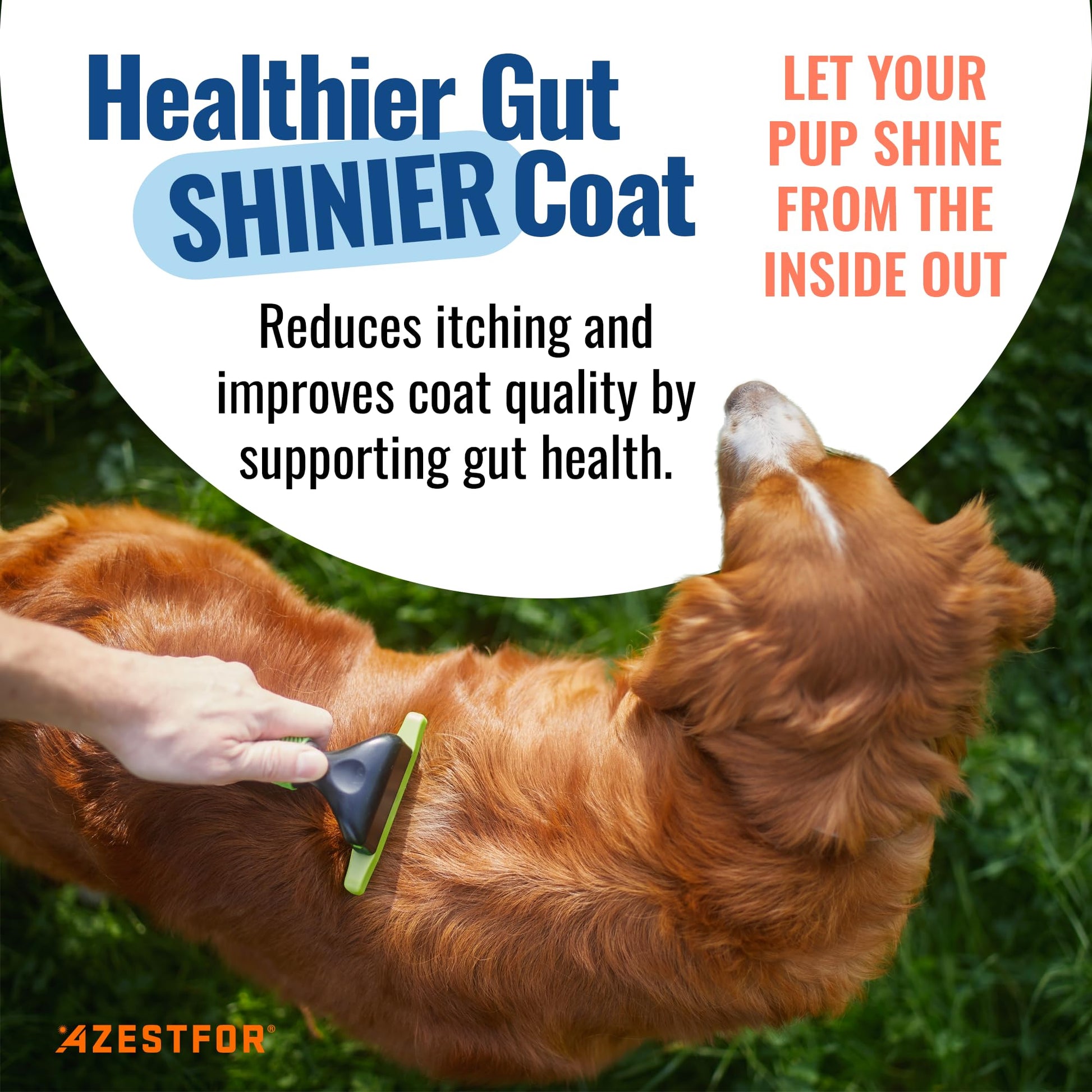 Azestfor Gut Health Supplement for Dogs – 3 in 1 Probiotic, Prebiotic & Postbiotic Blend – Supports Digestion, Immunity & Skin – Easy-to-Use Powder – for All Breeds & Sizes – 60g (30 Servings) - OzHealthStandard