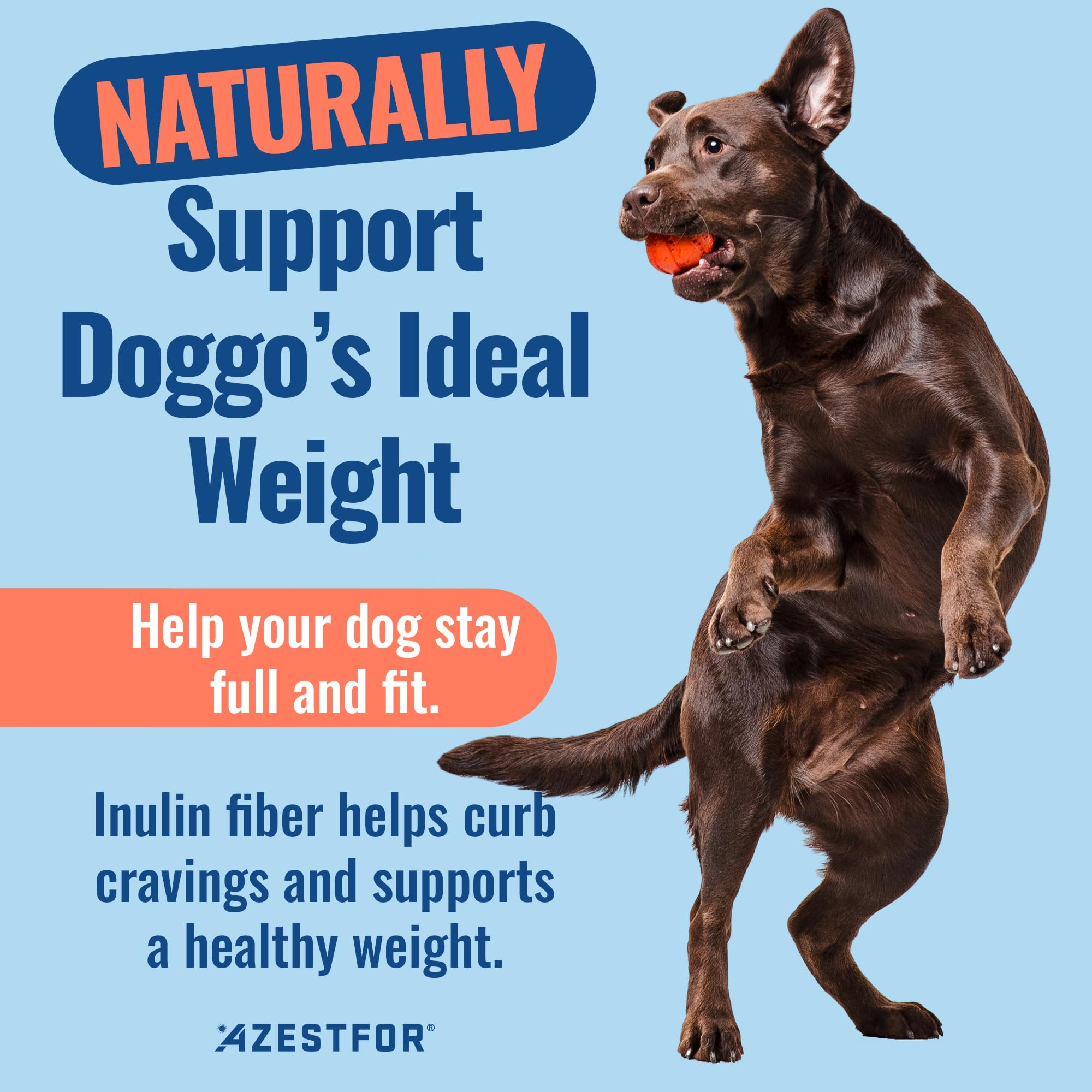 Azestfor Gut Health Supplement for Dogs – 3 in 1 Probiotic, Prebiotic & Postbiotic Blend – Supports Digestion, Immunity & Skin – Easy-to-Use Powder – for All Breeds & Sizes – 60g (30 Servings) - OzHealthStandard