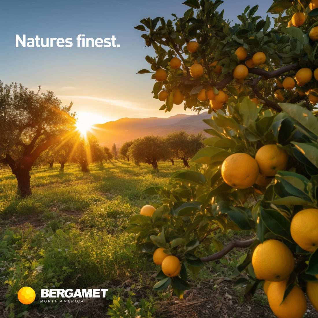 BergaMet Citrus Bergamot Supplement, 170:1 Extract, 1200mg per Serving, 80% Polyphenols, Italian Citrus Bergamot Supplement, - OzHealthStandard