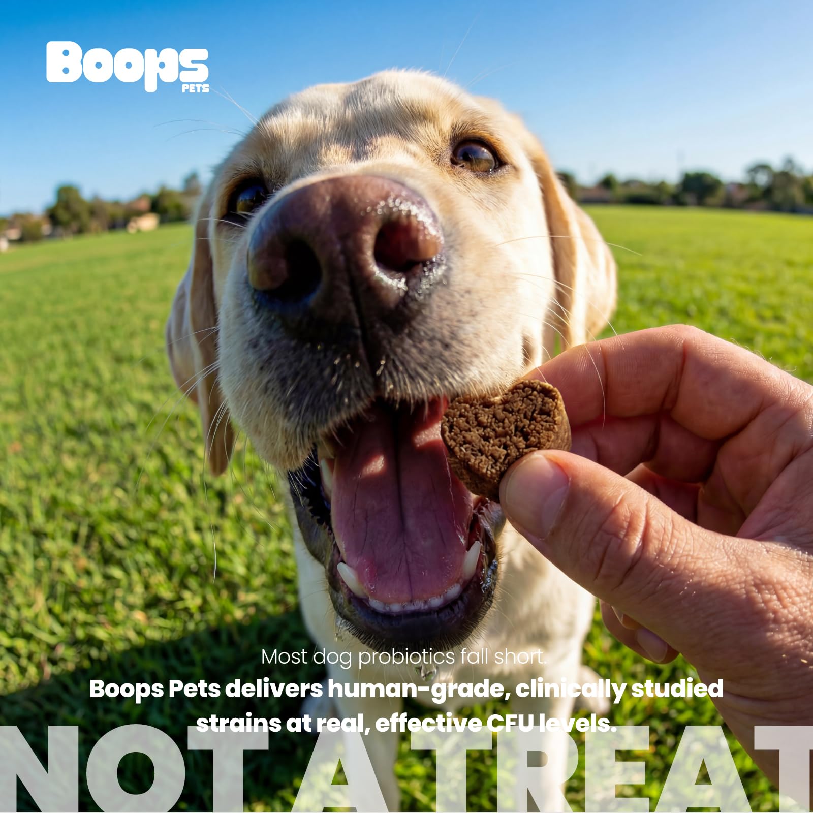 Boops Pets Probiotics for Dogs – 30 Billion CFU with Pre, Postbiotics & Digestive Enzymes – Supports Gut Health, Immunity, Loose Stools & Allergies – Filet Mignon Flavor – Vet Formulated – 60 Chews - OzHealthStandard