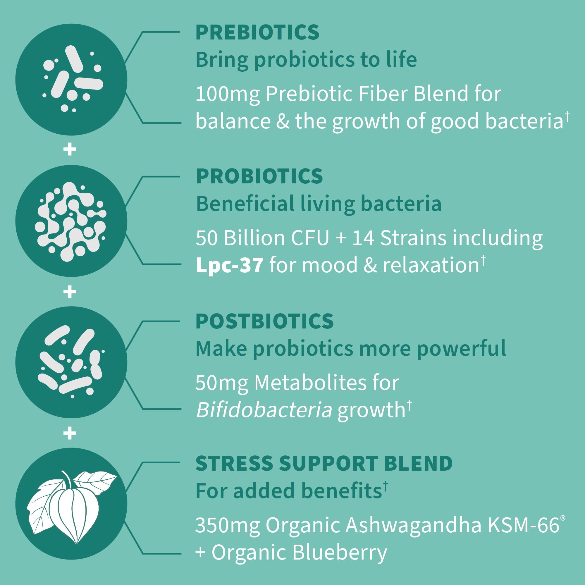 Garden of Life Dr. Formulated Pre, Post & Probiotics Calm 50 Billion CFU Daily 3-in-1 Complete Supplement with Ashwagandha – Mood Support, Digestive & Immune Support, 30 Vegetarian Capsules - OzHealthStandard