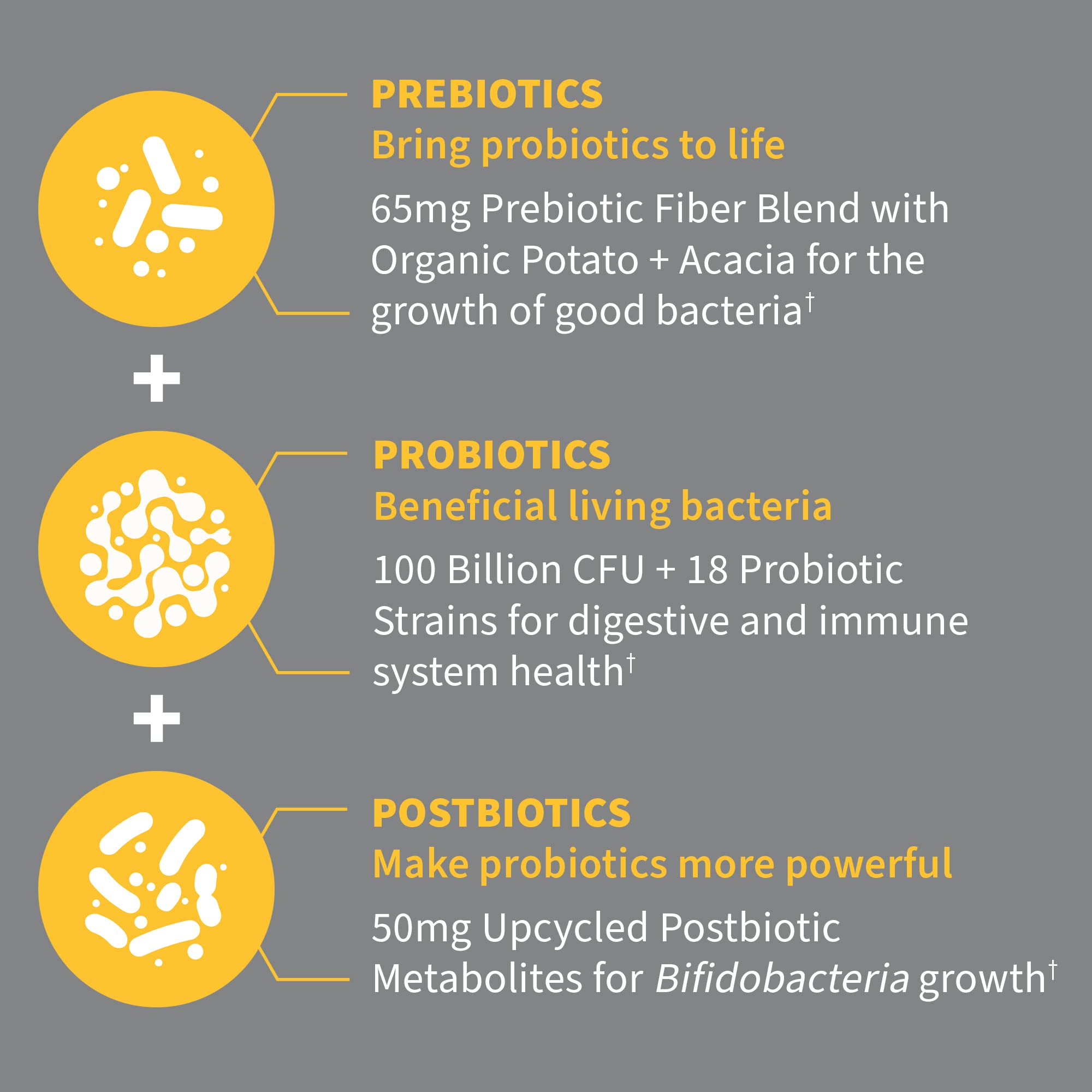 Garden of Life Dr Formulated Probiotics 100 Billion CFU Pre + Pro + Postbiotics - Extra Strength Digestive & Immune Support for Men and Women, Potato, Acacia, Postbiotic Metabolites, 30 Capsules - OzHealthStandard
