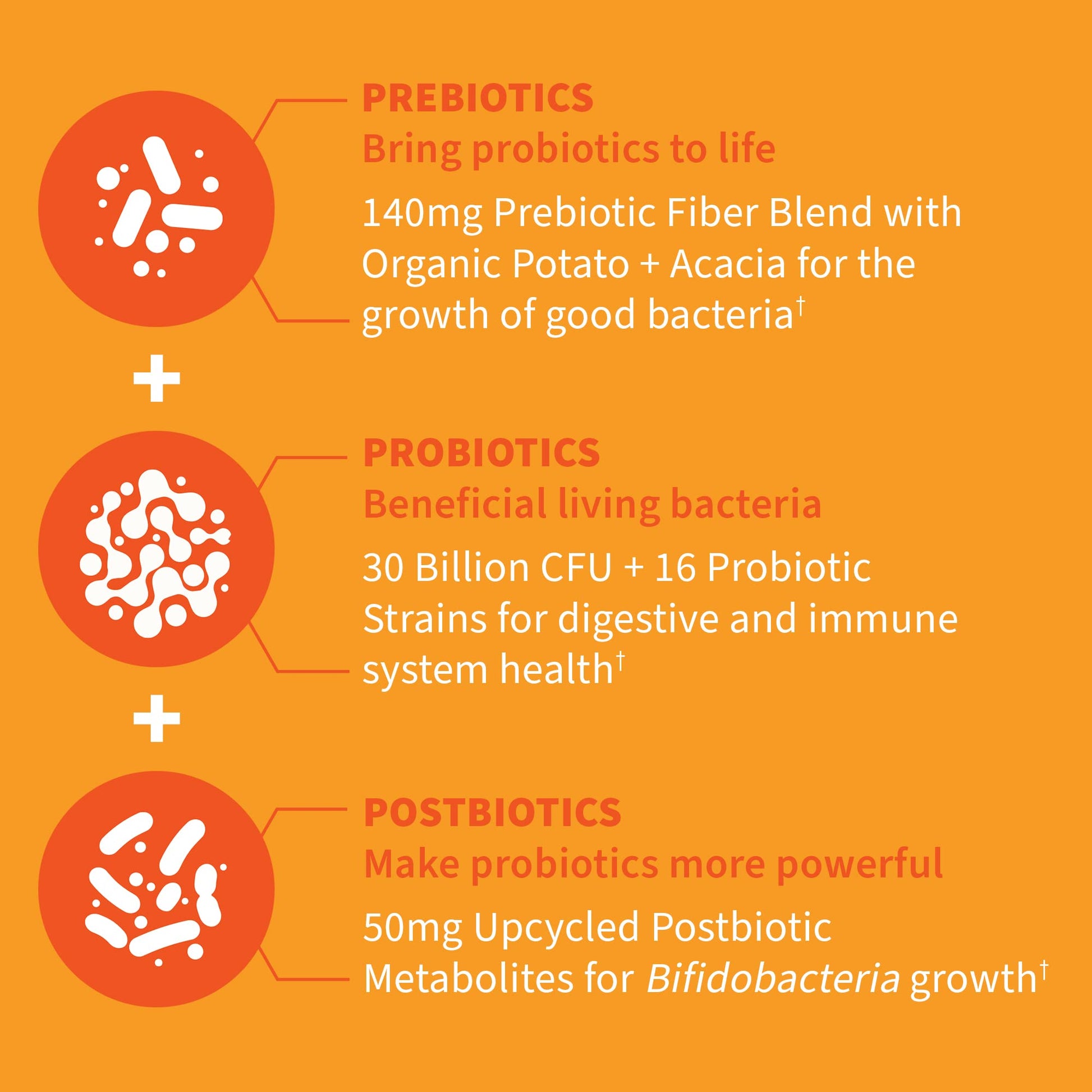 Garden of Life Dr Formulated Probiotics 30 Billion CFU Pre + Pro + Postbiotics for Men and Women Digestive and Immune Support, Potato, Acacia, Postbiotic Metabolites, 30 Mini Vegetarian Capsules - OzHealthStandard