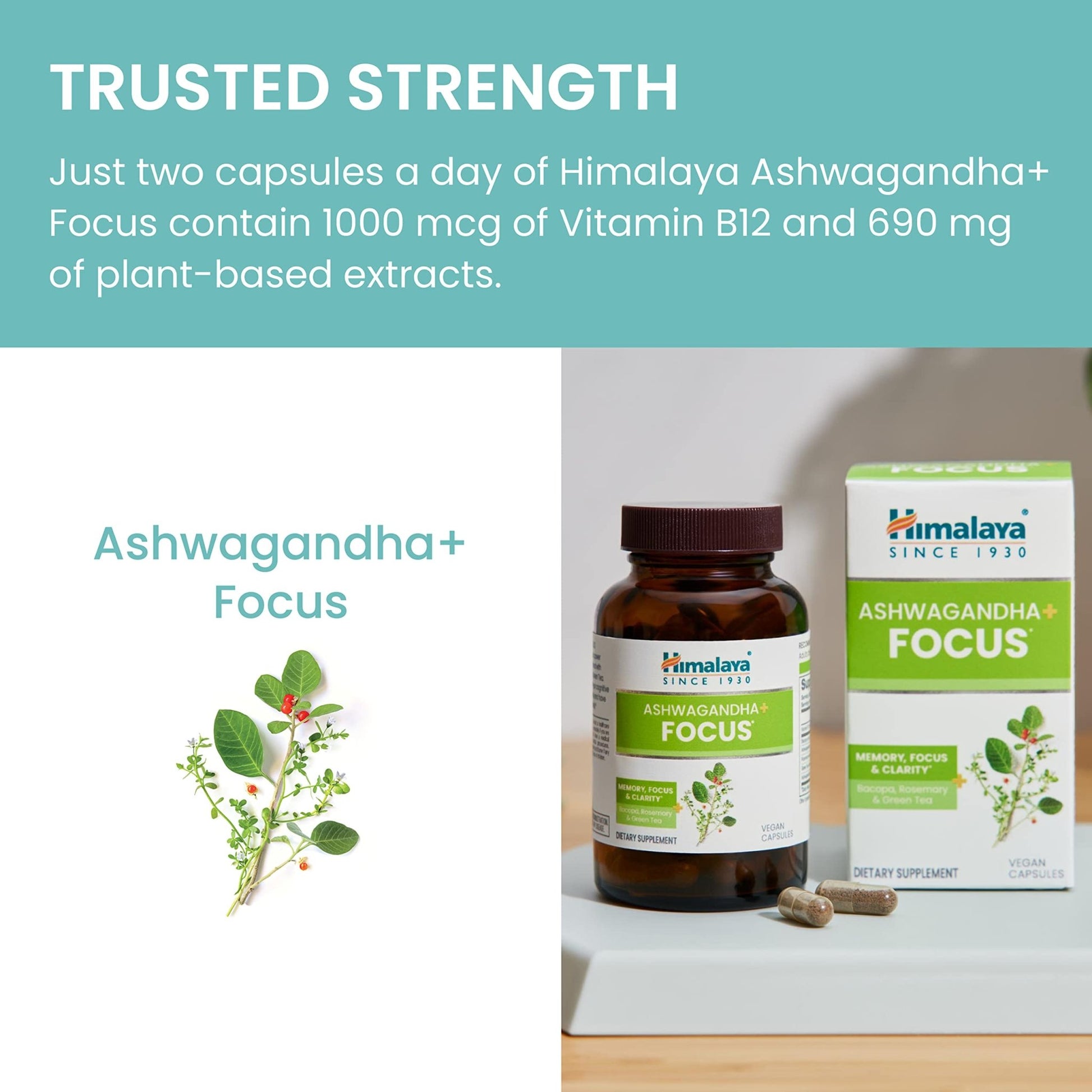 Himalaya Ashwagandha+ Focus - Herbal Focus Supplement with B12, Rosemary, Green Tea, and Bacopa Nootropics for Memory and Clarity - Vegan, Non-GMO, Gluten Free, 1690 mg, 60 Caplets - OzHealthStandard