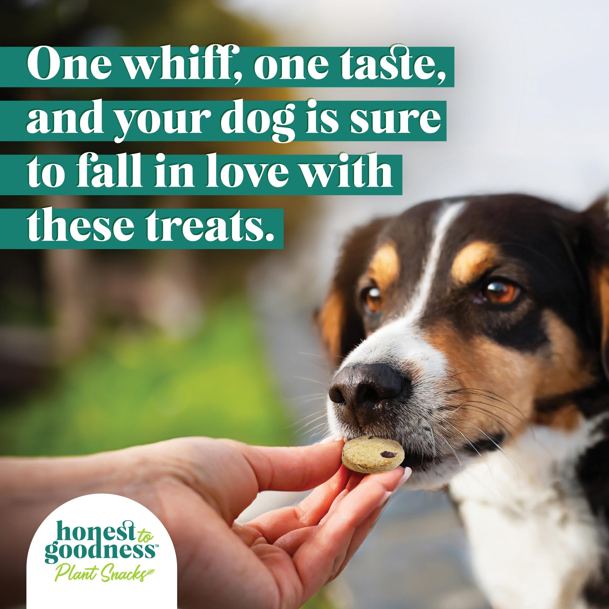 Honest to Goodness Plant Snacks Dog Treats, Enriched with Omega 3s & Postbiotics, 8oz Variety Pack, 6 Bags - OzHealthStandard