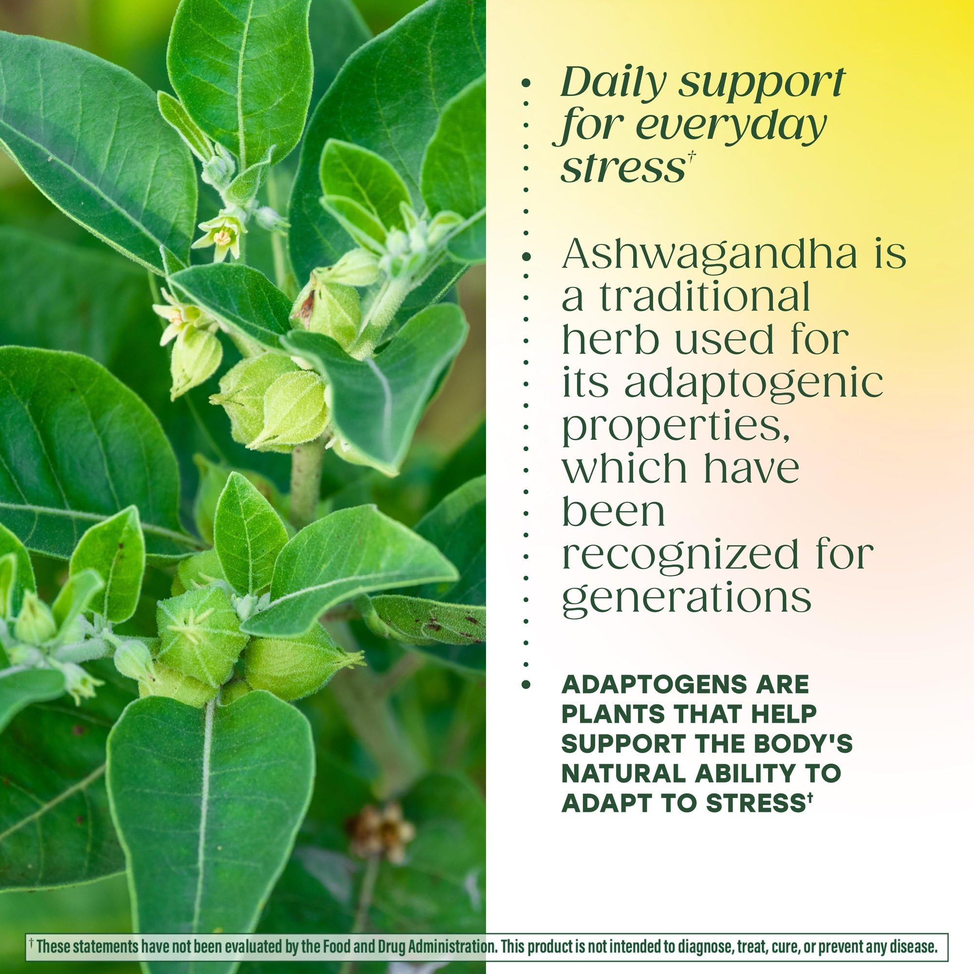 MegaFood Adrenal Strength - Adrenal Support Supplements with Ashwagandha and Magnesium Glycinate, Vitamin C, Holy Basil, Astragalus, Reduces Cortisol Levels - Vegetarian - 60 Tablets (30 Servings) - OzHealthStandard