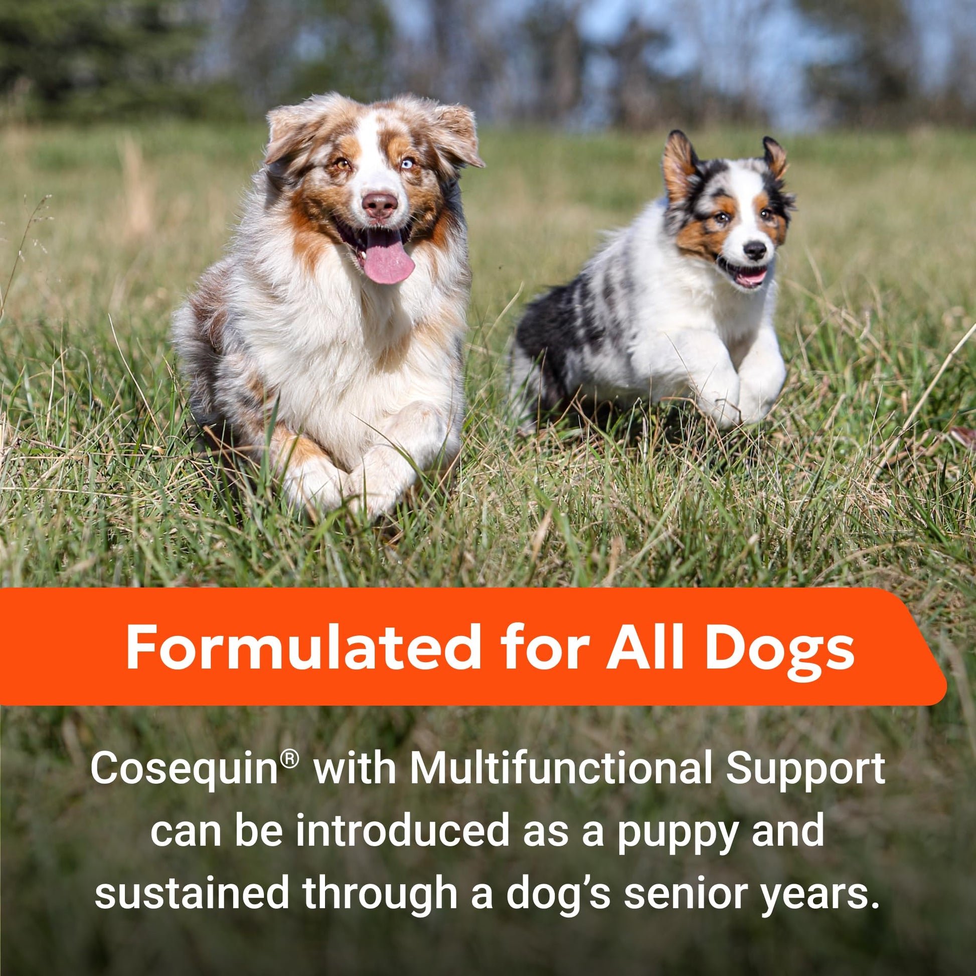 Nutramax Cosequin Joint Health Supplement with Multifunctional Support for Dogs, Soft Chews with Glucosamine, Chondroitin, Omega-3s, and Postbiotics, 90 Count - OzHealthStandard