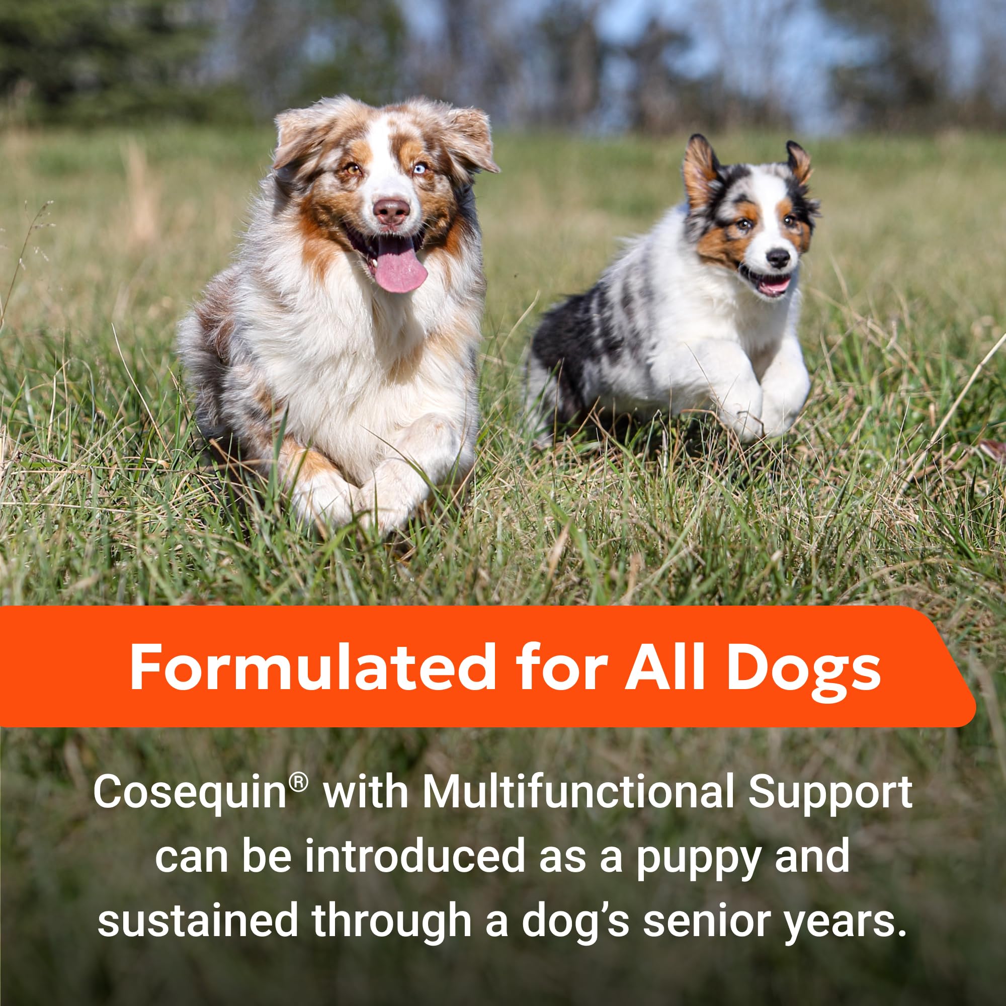 Nutramax Cosequin Joint Health Supplement with Multifunctional Support for Dogs, Soft Chews with Glucosamine, Chondroitin, Omega-3s, and Postbiotics, 90 Count - OzHealthStandard