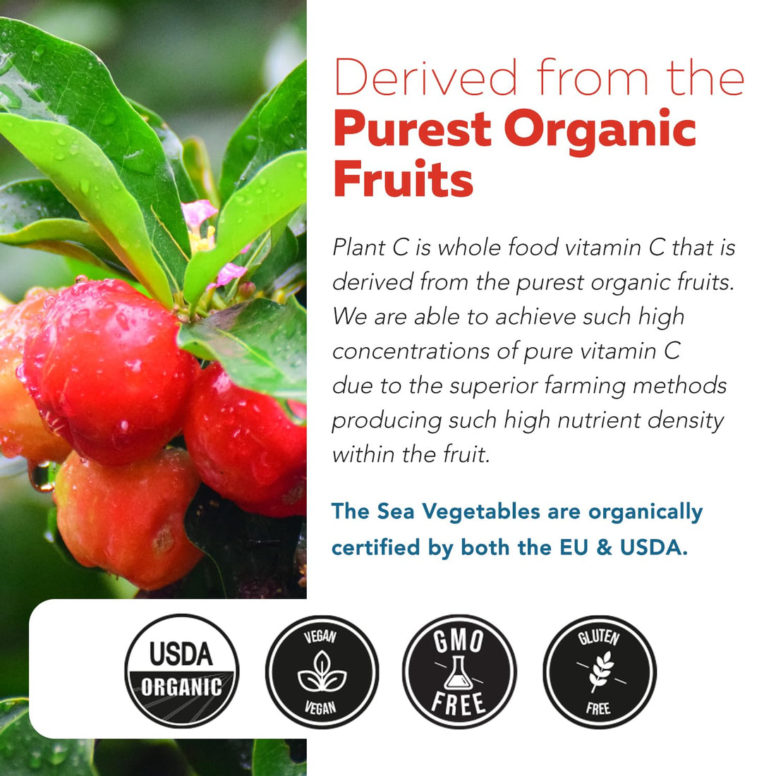 Organic Vitamin C | Whole Food Vitamin C from Fruit Plus Absorption Enhancing Cofactors - Vegan, Enhanced Bioavailability - Immune Support - OzHealthStandard