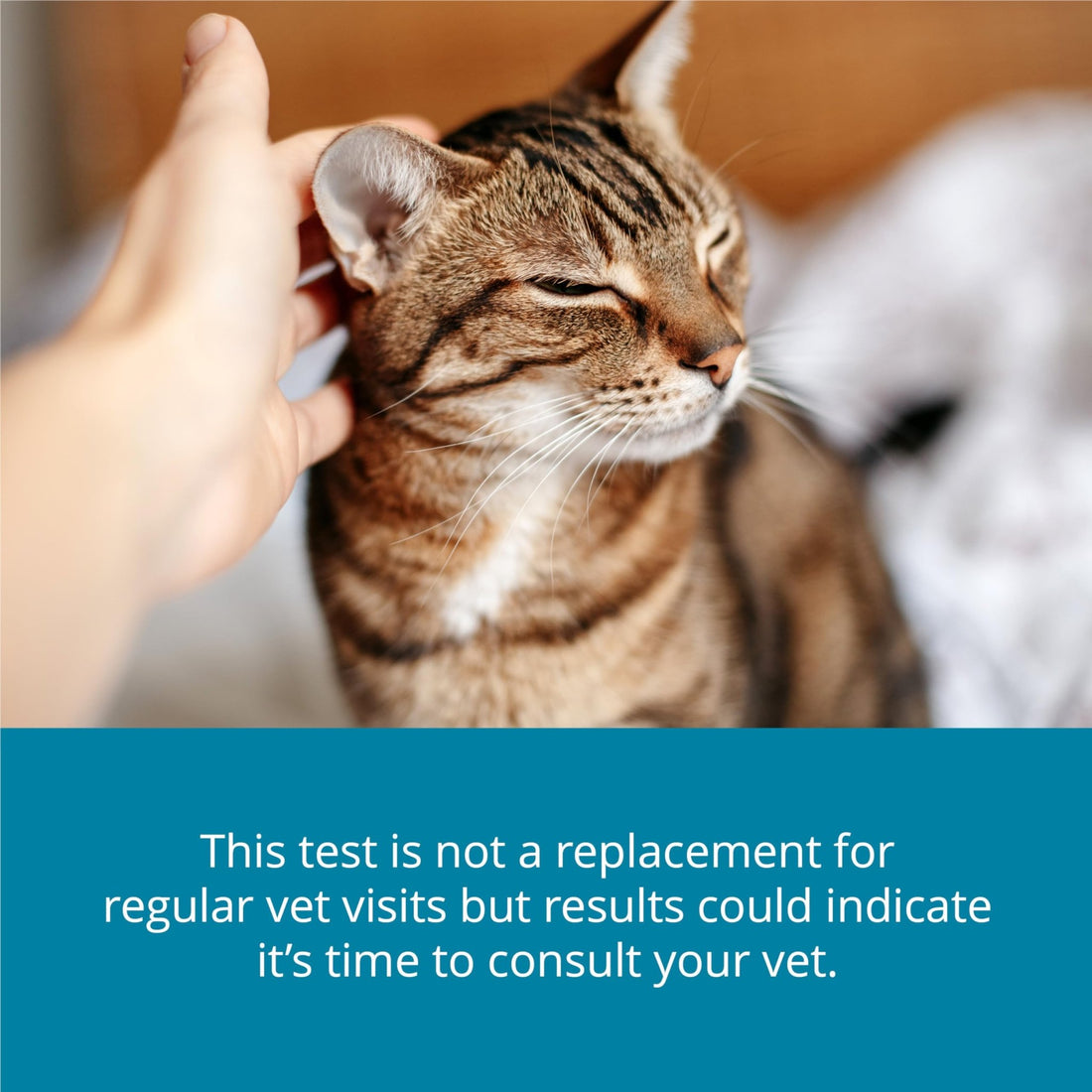 Petivity At-Home Kidney Health Test Kit for Cats — Quick Saliva Urea Test (2-Minute Home Check), Powered by Purina — Help Detect Early Kidney Changes - (Pack of 3) - OzHealthStandard