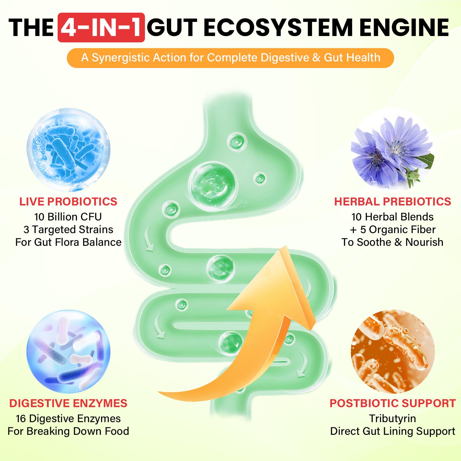 Probiotics for Women and Men, with 15 Prebiotics, 16 Digestive Enzymes & Postbiotics - Probiotics for Digestive Health & Bloating, Probiotic Gummies for Gut Health & Immunity, Sugar-Free, 60 Gummies - OzHealthStandard