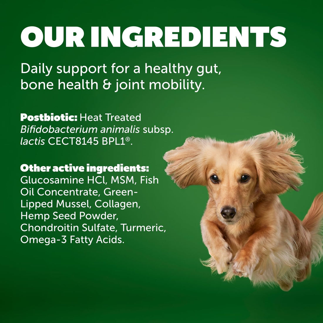 Protexin Daily Care Gut+ Mobility | 60 Dog Chews, Chicken and Bacon Flavor Dog Supplement | Probiotics for Dogs, Dog Postbiotics - OzHealthStandard
