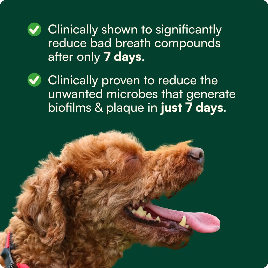 Reggie Dental Powder for Dogs | Reduce Bad Breath in 7 Days, Plaque & Tartar Control | Natural Dog Dental Supplement | Postbiotic Formula with Organic Kelp | Vet-Approved & Made in USA | 60 Servings - OzHealthStandard
