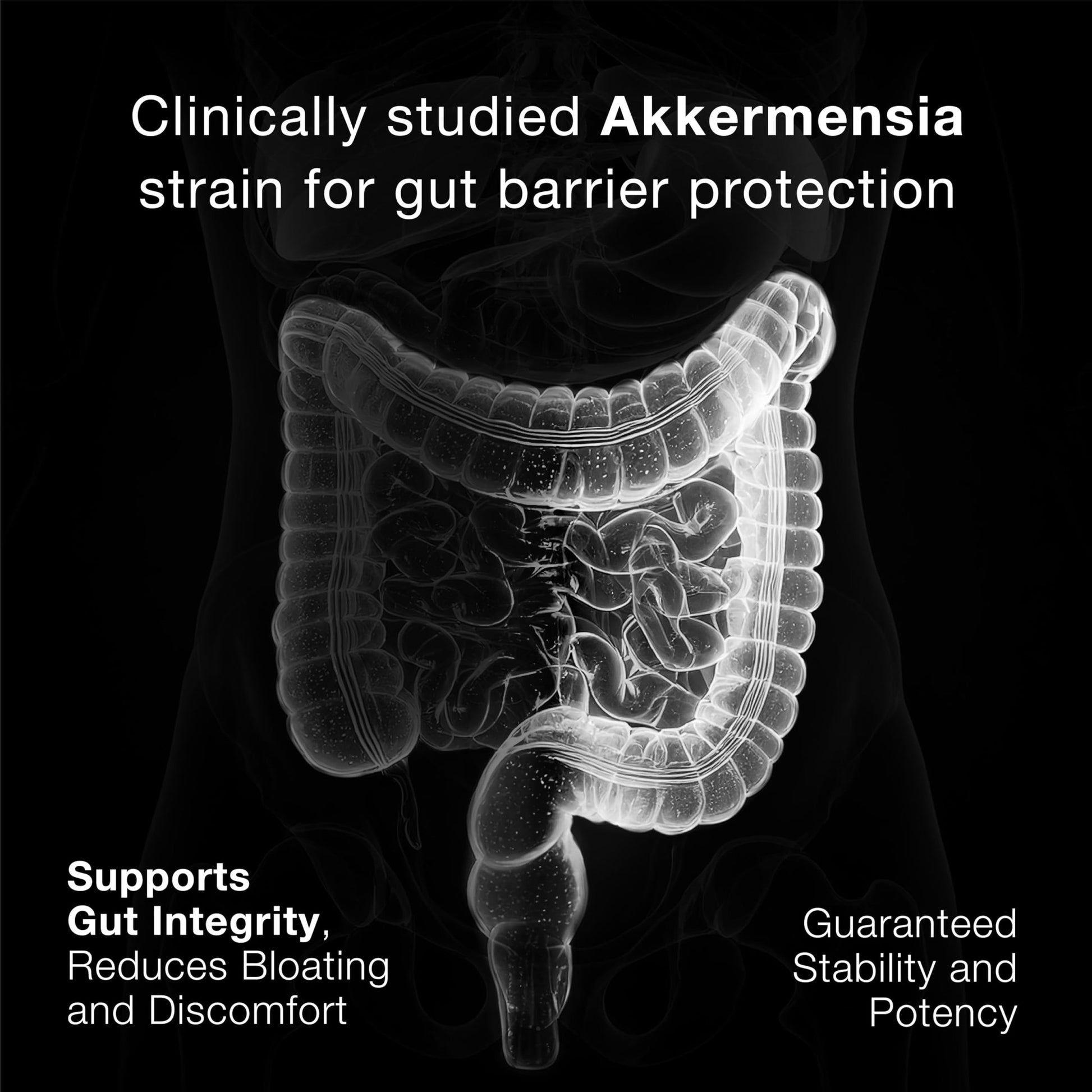 Toniiq Akkermansia Probiotic – 10 Billion TFU – Supports Gut Health & GLP-1 Activity - OzHealthStandard